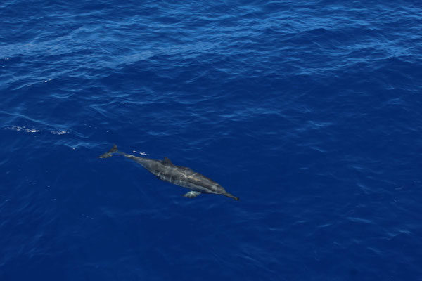 SORTIE DAUPHINS A SAINT GILLES LES BAINS