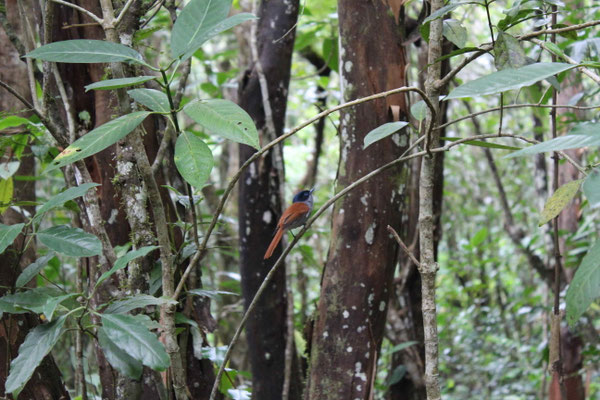 UN OISEAU LA VIEGE AU SENTIER DU BON ACCUEIL AU MAKES
