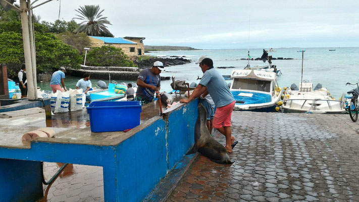 DECOUPE D'UN THON DE 40 KG AVEC 2 OTARIES ET UN PELICAN SANTA CRUZ GALAPAGOS EQUATEUR