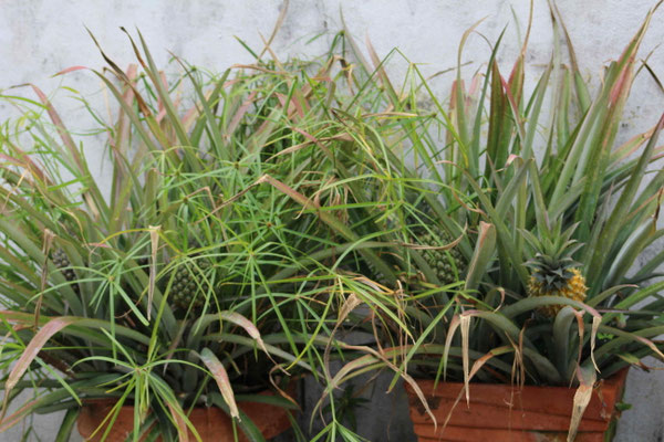 DES JARDINIERES DE PIEDS D'ANANAS DANS LE JARDIN DE DOMINIQUE