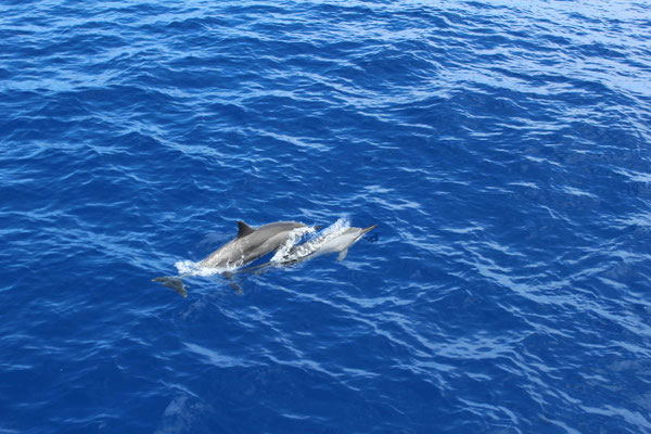 UNE MERE ET SON PETIT SORTIE DAUPHINS A SAINT GILLES LES BAINS