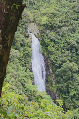 LA CASCADE DU CHIEN A BRAS PANON
