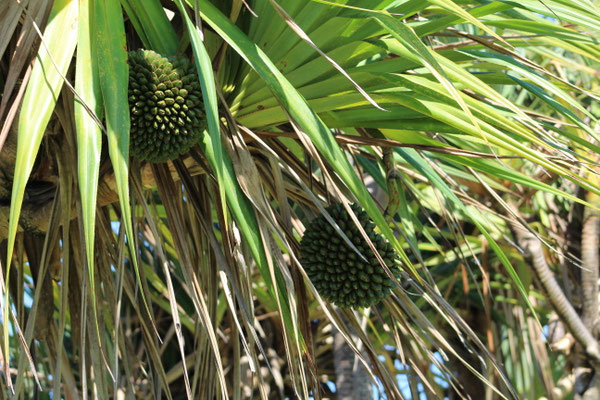FRUIT DU VACAO A BASSIN BLEU SAINT ANNE