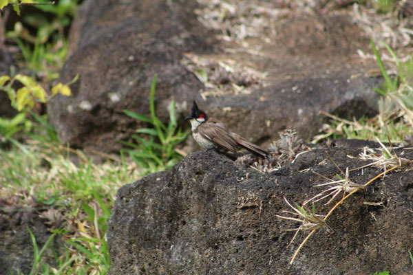 UN MERLE MAURICE AU MASCARIN JARDIN BOTANIQUE DE LA REUNION