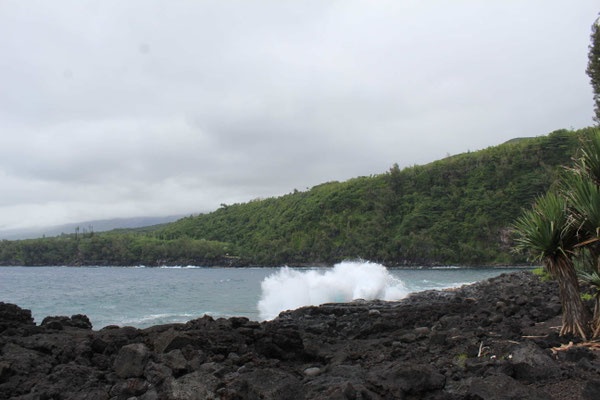 UN SOUFFLEUR A L'ANSE DES CASCADES A SAINTE ROSE