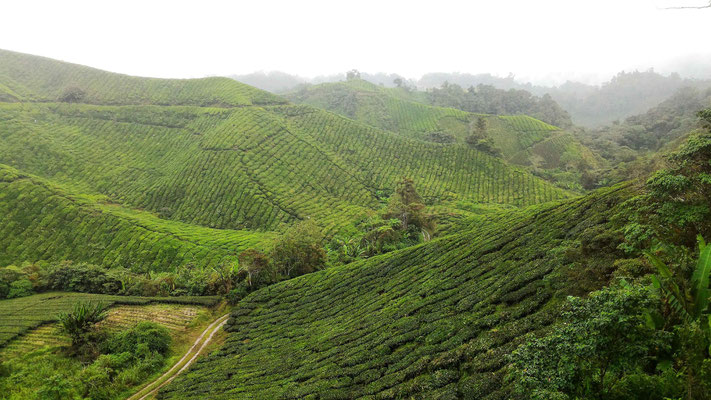  PLANTATION BOH SUNGAI PALAS CAMERON HIGHLANDS MALAISIE