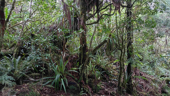 LA FORET DE BELOUVE RANDO DU TROU DE FER
