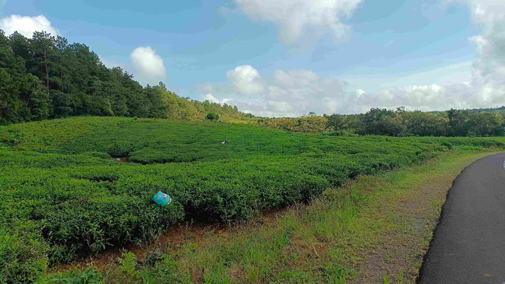 PLANTATION DE THE A BOIS CHERI