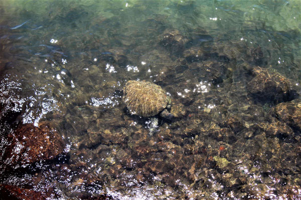 TORTUE A LA PLAGE COSTEIRINHA A ANGRA DOS REIS BRESIL