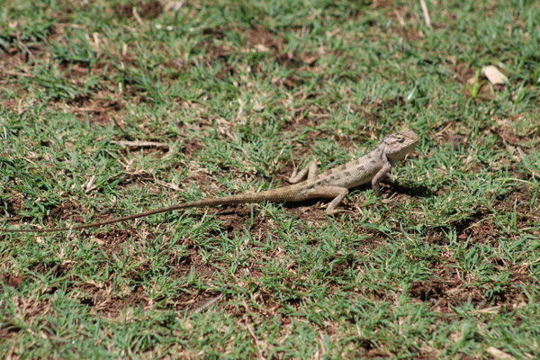 LEZARD A LA PLAGE DE L'ETANG SALE LES BAINS