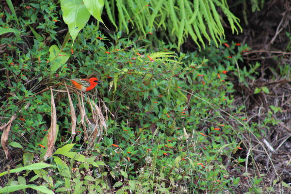 UN CARDINAL AU PARKING DE LA CASCADE BIBERON