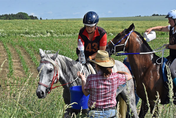 2019, Endurance Festival Bavaria in Buch GER, CEI* 80km mit Pollux - Foto von Barbara Miller