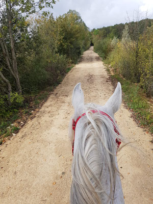 2019, Raid des Cotes de Meuse, Madine FRA, CEI** 121km mit Pollux 