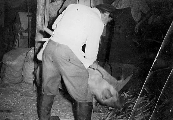 Bild von einem Schlachter im Stall der Schweine mit einem Reuthauenähnlichen Werkzeug tötet 