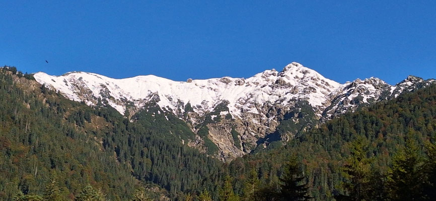 Schellschlicht