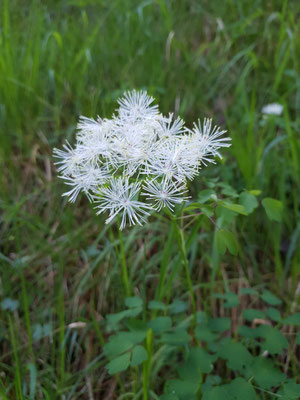 Akeleiblättrige Wiesenraute