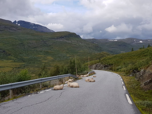 Die Sognefjellstraße als warmer Ruheplatz