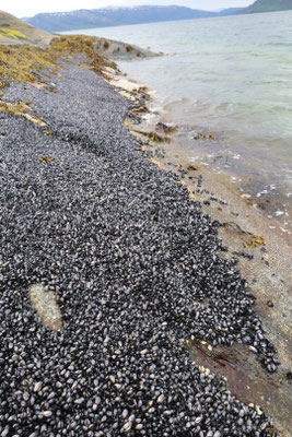 Muschelbank