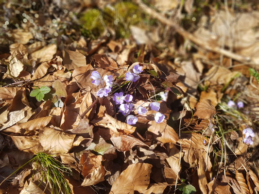 Leberblümchen