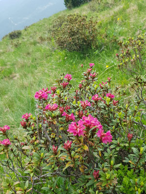 Am Ende des Almrosensteig blühten auch schon Almrosen