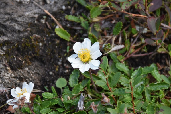 Anemone