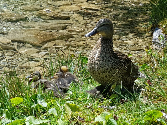 Entenfamilie an Land