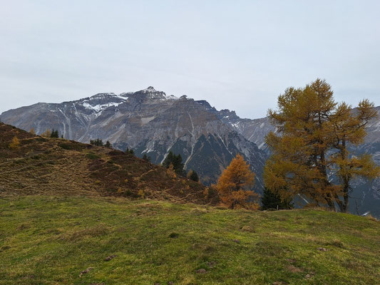 Aus dem Wald heraus 