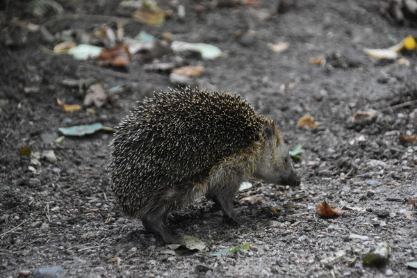 Igel unterwegs auf dem Wanderweg.