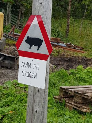 Schweine im Wald