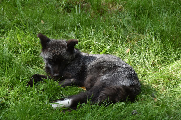 Silberfuchs