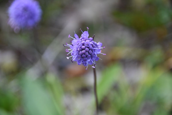 Teufelskrallee