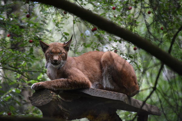 Luchs