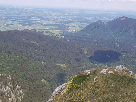 Blühender Felsvorsprung am Normalaufstieg