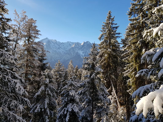 Immer wieder tolle Ausblicke auf das Wettersteingebirge mit Alpspitze, Jubiläumsgrat und Zugspitze
