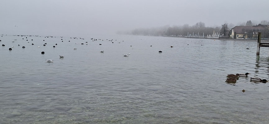 Starnberg am Morgen um Nebel