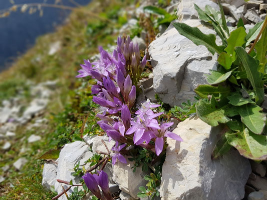 Enziane auf der Kreuzspitze