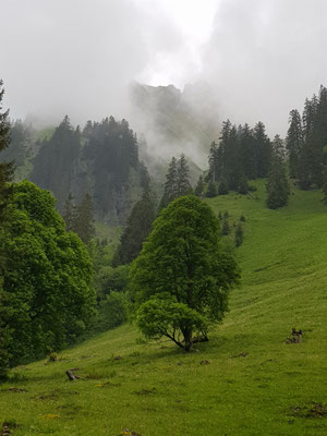 Nebel verstecken die Höfats