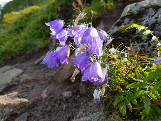 Glockenblumen