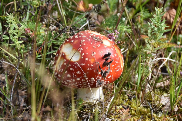 Fliegenpilz