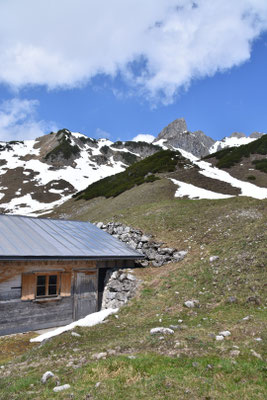 Alpgundkopf