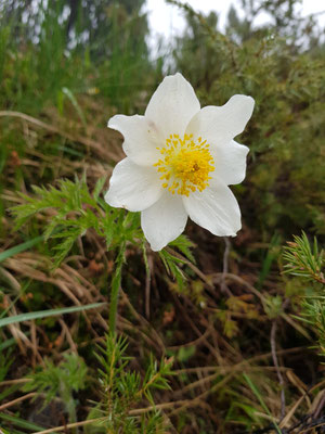 Anemone