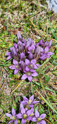 Herbstenzian