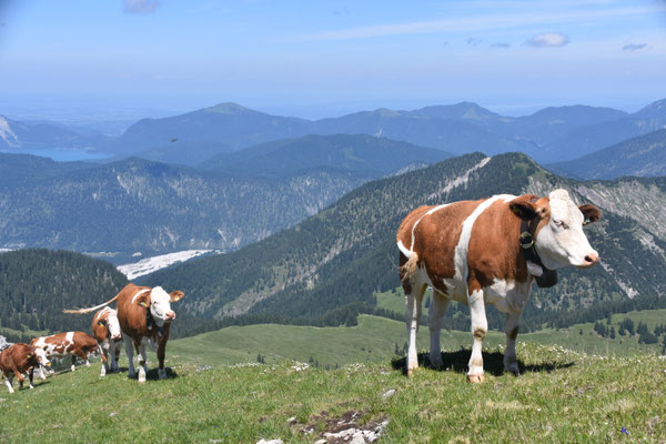 Das Jungvieh zieht am Nordwestgrat zum Gipfel hinauf