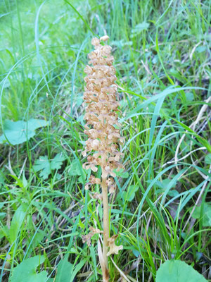 Orchidee