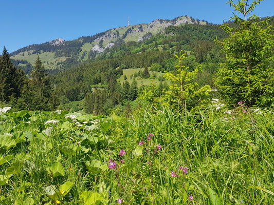 Grünten
