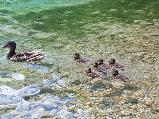 Entenfamilie im Wasser
