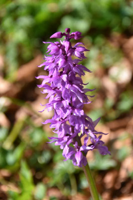 Orchidee