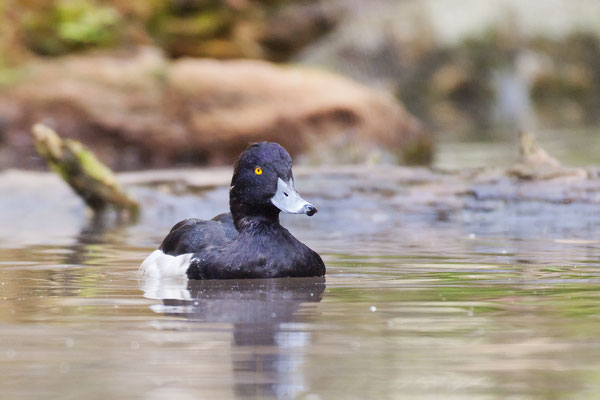 Ente
