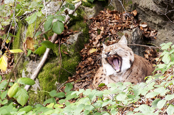Luchs