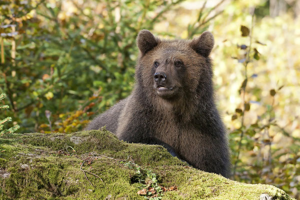 Braunbär